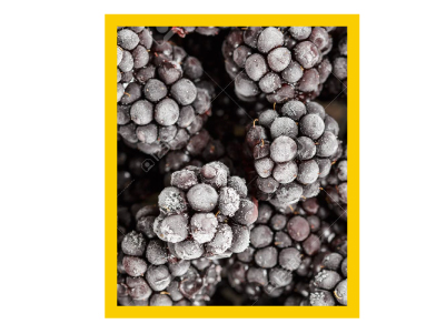 Frozen Blackberries - Keep Greener